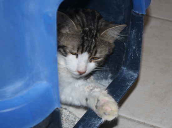 Lyon : première transplantation rénale de France sur un chat