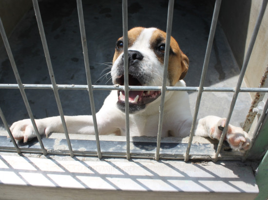 Beaujolais : condamné pour avoir élevé des chiens dans des conditions illégales Beaujolais : condamné pour avoir élevé des chiens dans des conditions illégales
