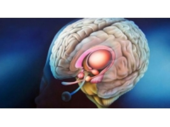 Le cerveau en question &agrave; Lyon