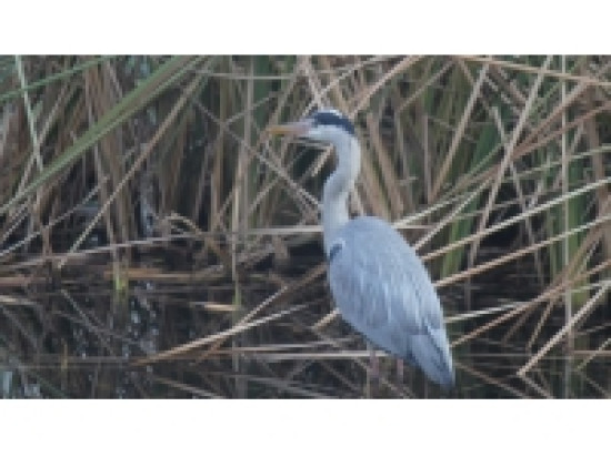 Influenza aviaire : le Parc des Oiseaux va pouvoir vacciner ses pensionnaires et ouvrir ses portes Influenza aviaire : le Parc des Oiseaux va pouvoir vacciner ses pensionnaires et ouvrir ses portes
