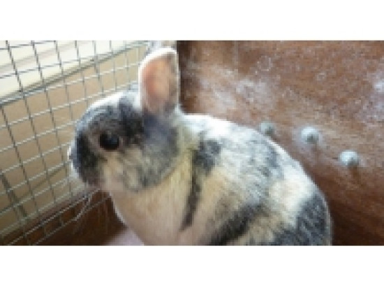 La SPA lance sa journ&eacute;e d'adoption de NAC