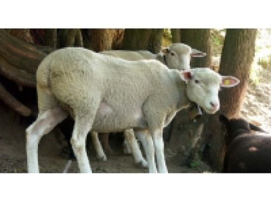 Des brebis massacrées à Givors Des brebis massacrées à Givors