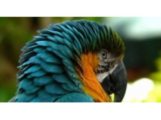 Un perroquet rarissime retrouvé aux Minguettes