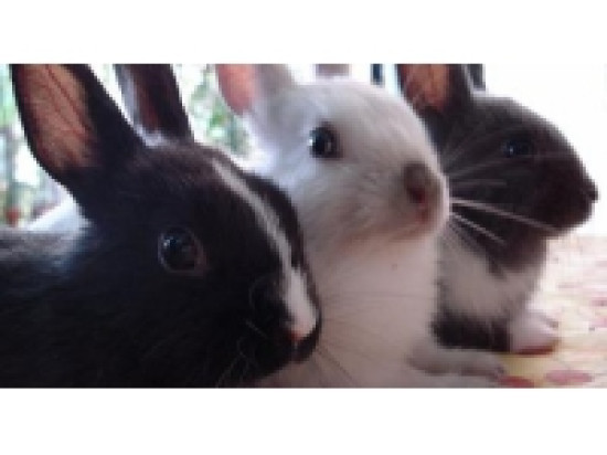 SPA de Lyon : journée spéciale adoption