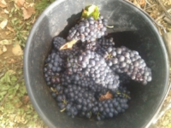 Beaujolais: un mill&eacute;sime 2011 "de tr&egrave;s grande qualit&eacute;"