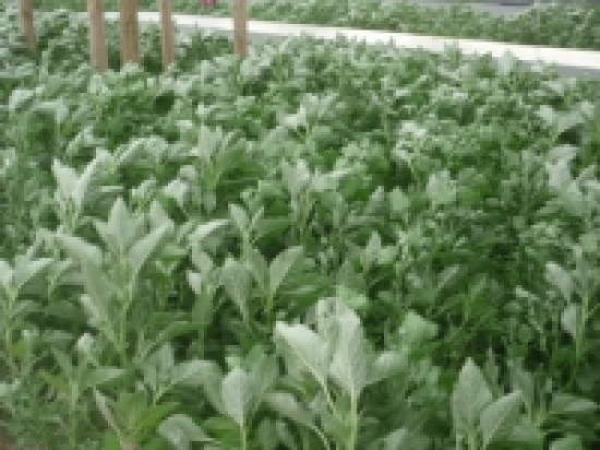 Lyon : un trafic d'herbe démantelé Lyon : un trafic d'herbe démantelé