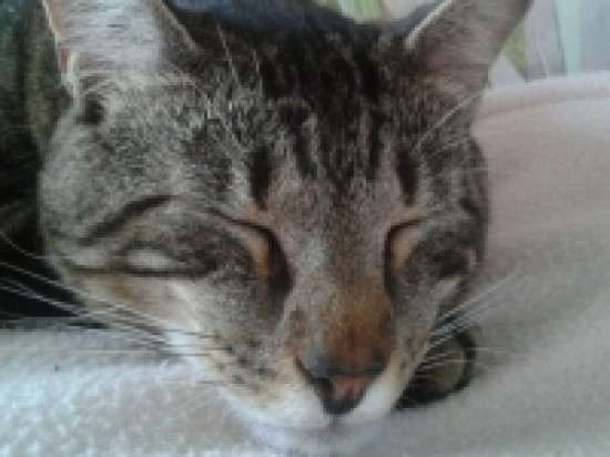 Saint-Priest: le chat perch&eacute; fait scandale