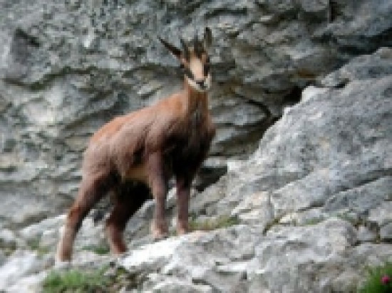 Un chamois originaire du Jura capturé au parc de la Tête d'Or Un chamois originaire du Jura capturé au parc de la Tête d'Or