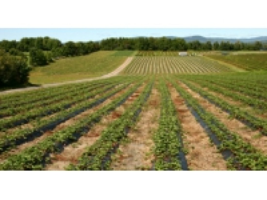 La campagne s'invite &agrave; Lyon dimanche