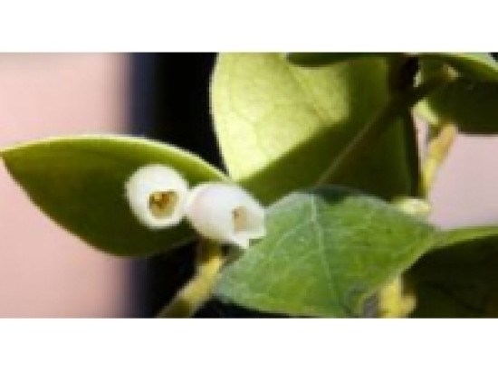 Une airelle fleurit en culture &agrave; Lyon pour la premi&egrave;re fois au monde