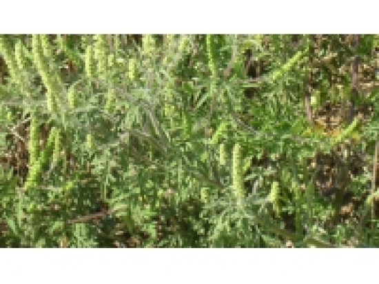 Rh&ocirc;ne : encore des pollens d'ambroisie dans les prochains jours