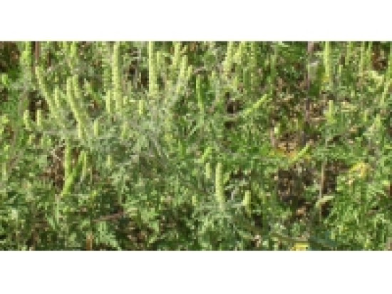 Allergies : les pollens d'ambroisie toujours pr&eacute;sents dans le Rh&ocirc;ne