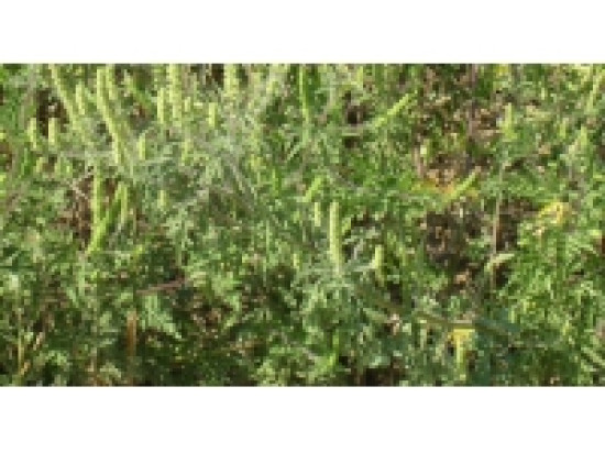 Rh&ocirc;ne : les pollens d'ambroisie encore et toujours pr&eacute;sents