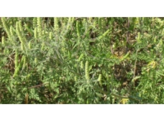 Rh&ocirc;ne : les pollens d'ambroisie toujours l&agrave;, mais un peu moins pr&eacute;sents