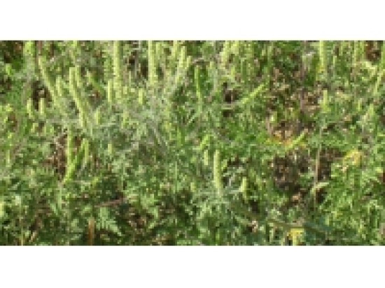 Rh&ocirc;ne : les pollens d'ambroisie encore pr&eacute;sents