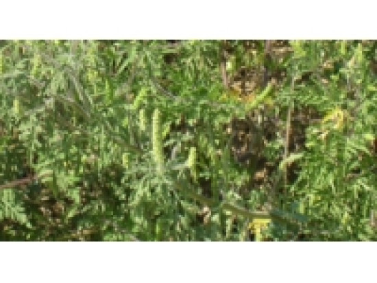 Un dispositif pour mieux se protéger face à l'Ambroisie Un dispositif pour mieux se protéger face à l'Ambroisie