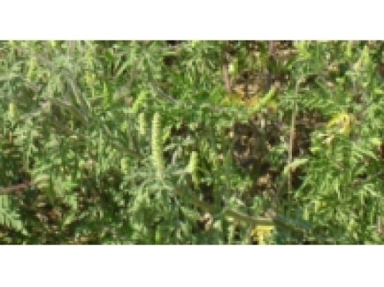 L'ambroisie toujours dangereuse dans le Rh&ocirc;ne