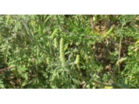 Rh&ocirc;ne : le risque diminue pour l'ambroisie