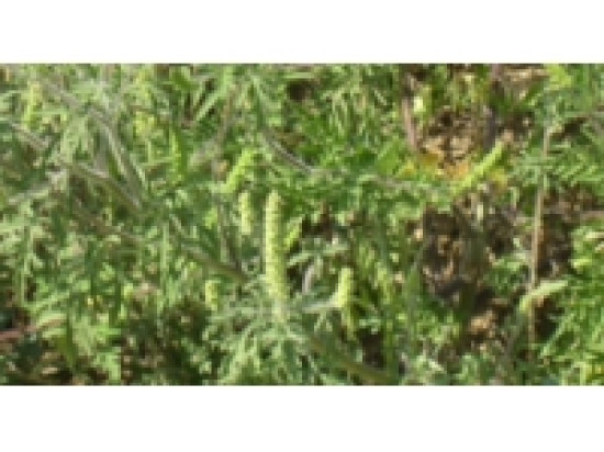 L'ambroisie pr&eacute;sente toujours un risque dans le Rh&ocirc;ne