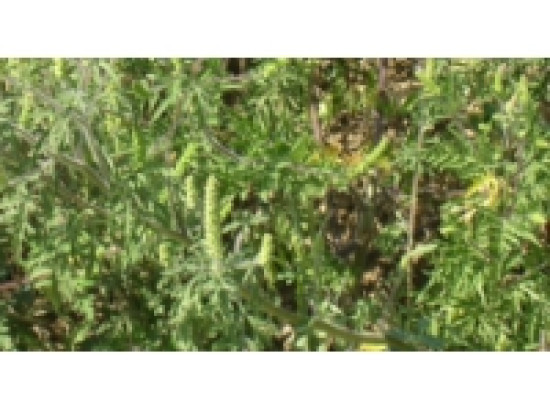 La pr&eacute;fecture du Rh&ocirc;ne part en croisade contre l'ambroisie