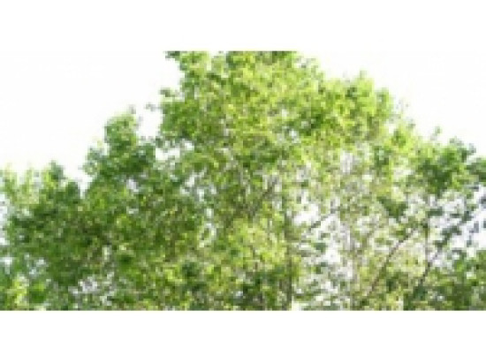 Rh&ocirc;ne : nouvelle alerte pollinique