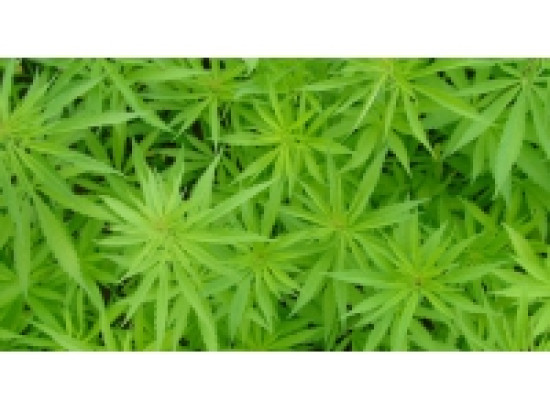 Rillieux-la-Pape : il défend son cannabis à coups de couteau Rillieux-la-Pape : il défend son cannabis à coups de couteau