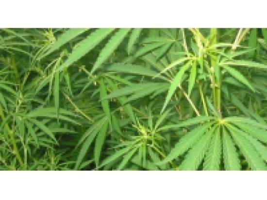 Lyon : il cultivait du cannabis pour arrondir ses fins de mois Lyon : il cultivait du cannabis pour arrondir ses fins de mois