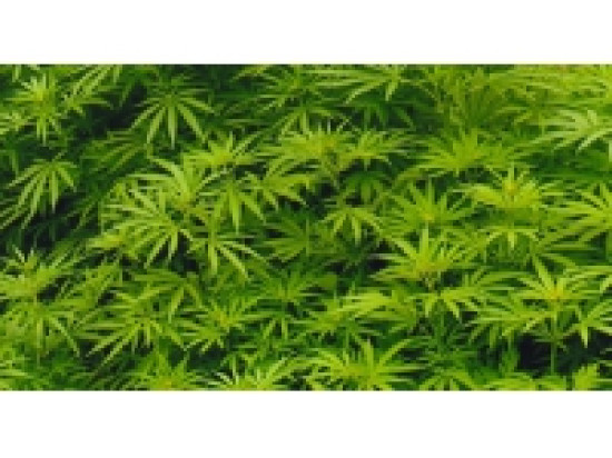 Une vague d'interpellations dans la région pour un trafic de cannabis Une vague d'interpellations dans la région pour un trafic de cannabis