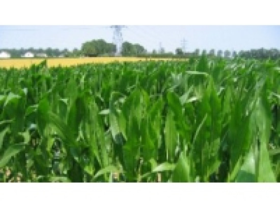 L'agriculture du Rh&ocirc;ne en f&ecirc;te ce week-end !