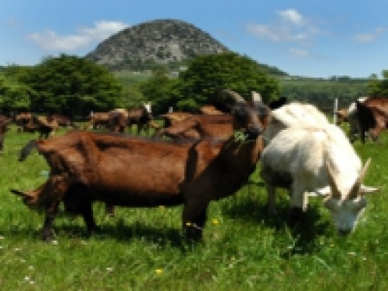 Parc de Miribel-Jonage : apr&egrave;s les moutons, les ch&egrave;vres !