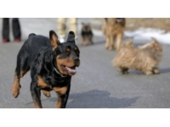 Ivre, un SDF frappe le chien d'une femme en pleine rue Ivre, un SDF frappe le chien d'une femme en pleine rue