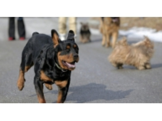 La SPA de Lyon organise samedi une f&ecirc;te au refuge de Brignais