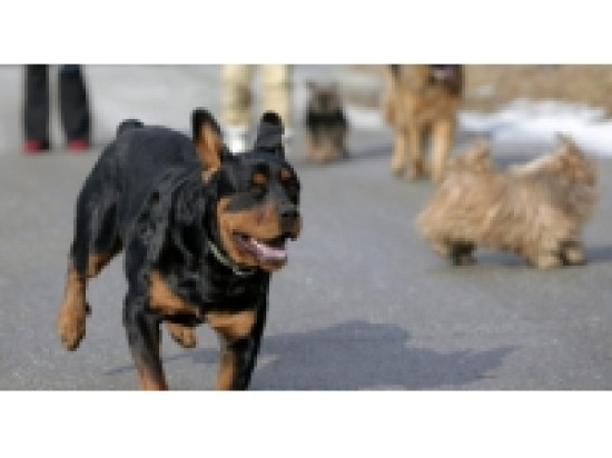 Une manifestation samedi &agrave; Lyon contre l'exp&eacute;rimentation animale