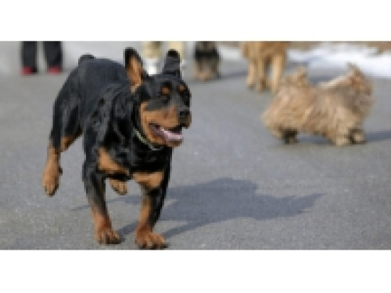 Lyon : un happening samedi contre les animaux dans les laboratoires