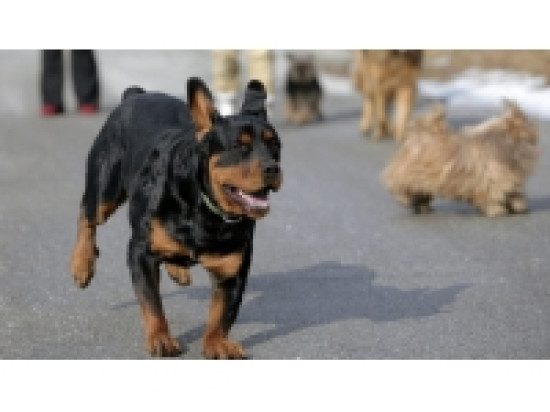 Insolite : un casting photo pour chiens &agrave; Villeurbanne !