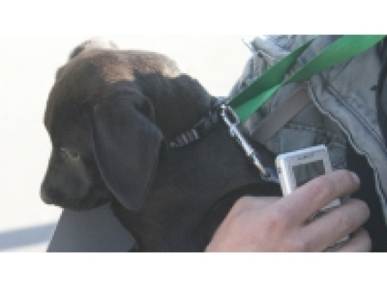 Les SPA de la région lyonnaise ouvrent leurs portes ce week-end Les SPA de la région lyonnaise ouvrent leurs portes ce week-end