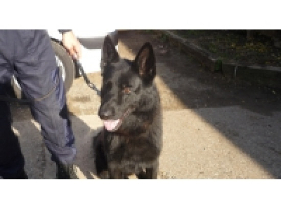 Un homme ivre jette une bouteille sur un bus et tente de frapper un chien policier