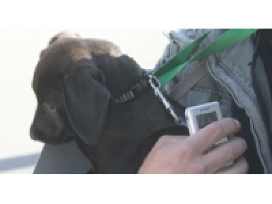 Le salon du chiot se tient ce week-end &agrave; Villeurbanne