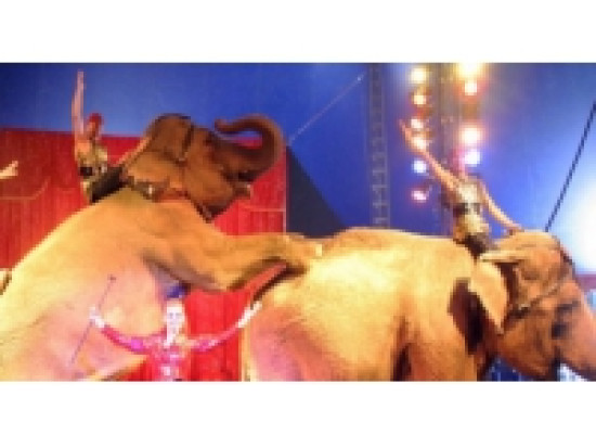 Une manifestation à Lyon pour la libération animale Une manifestation à Lyon pour la libération animale