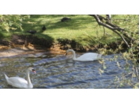 Rh&ocirc;ne : castors et crapauds vont &ecirc;tre chouchout&eacute;s