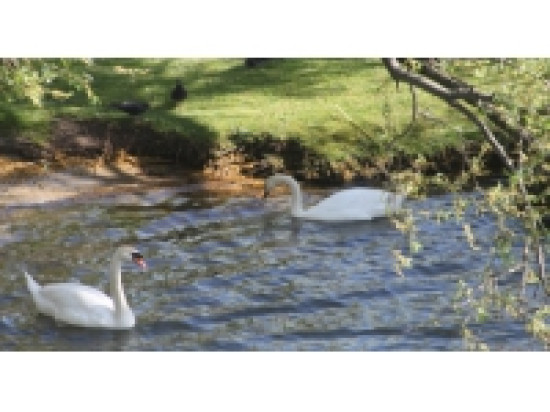 Les cygnes du Rh&ocirc;ne touch&eacute;s par un mal myst&eacute;rieux