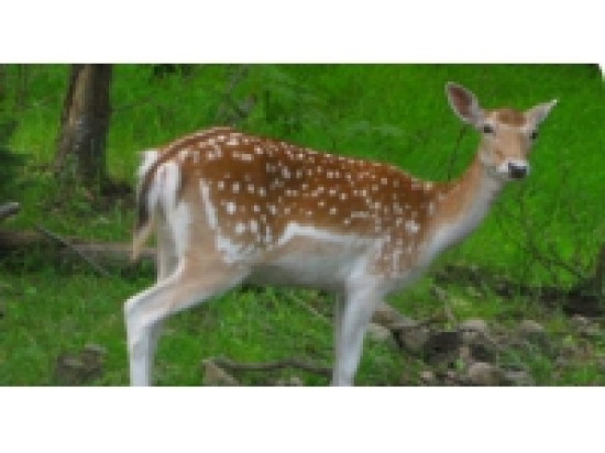 Les daims du fort de Feyzin vont tous &ecirc;tre tu&eacute;s