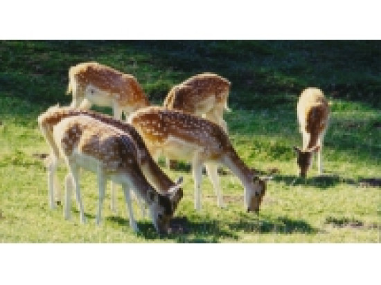 Feyzin : Brigitte Bardot intervient concernant l'abattage du troupeau de daims Feyzin : Brigitte Bardot intervient concernant l'abattage du troupeau de daims