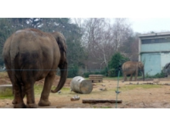 Un sursis pour Baby et Népal Un sursis pour Baby et Népal