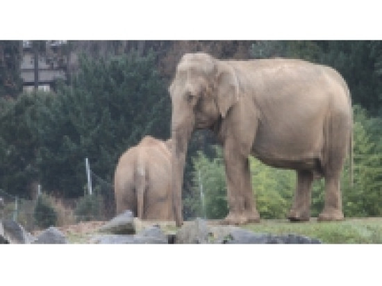 &Eacute;l&eacute;phants de Lyon : Brigitte Bardot ne l&acirc;che rien