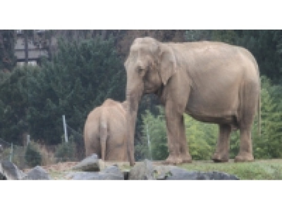 Les éléphants n'étaient pas au coeur des discussions entre l'ambassadrice de Monaco et le préfet du Rhône Les éléphants n'étaient pas au coeur des discussions entre l'ambassadrice de Monaco et le préfet du Rhône