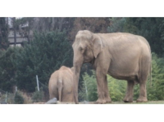 Les éléphants du Parc de la Tête d'Or sont bien arrivés dans le sud de la France Les éléphants du Parc de la Tête d'Or sont bien arrivés dans le sud de la France