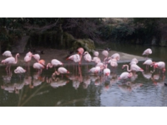 Des flamants roses du parc de la T&ecirc;te-d'Or s'envolent pour Paris