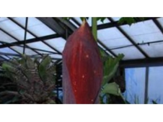 Plus de 8000 Lyonnais sont all&eacute;s voir l'arum g&eacute;ant du Jardin Botanique