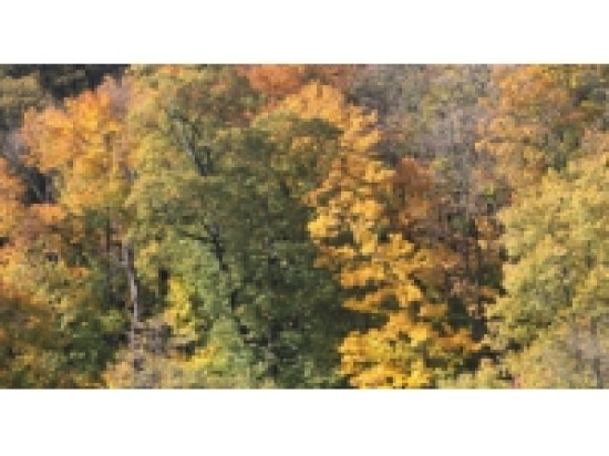 Alertes polliniques sur le Rh&ocirc;ne